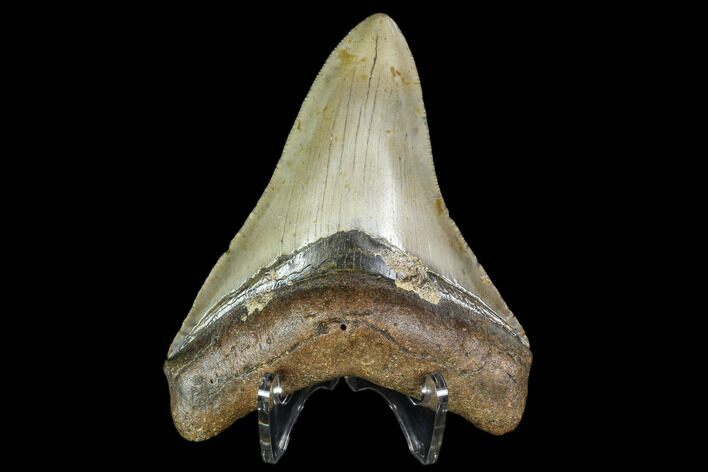 Fossil Megalodon Tooth - North Carolina #105010